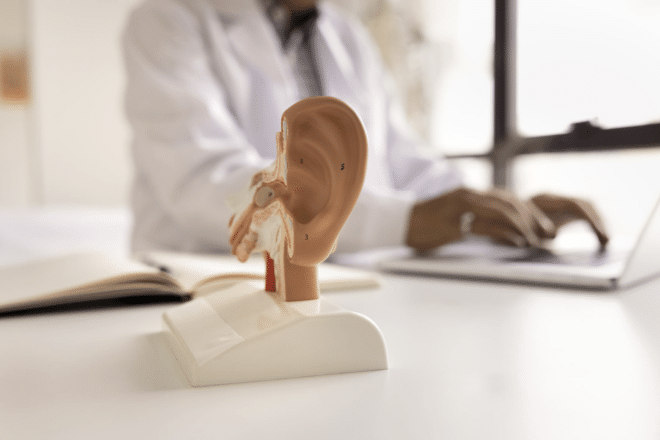 A model of an ear that is used in Hearing Health Connection hearing clinics to help show hearing loss within the ear.